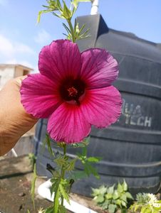 Beautiful Flowering plants seeds