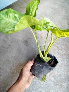 Mix Plants