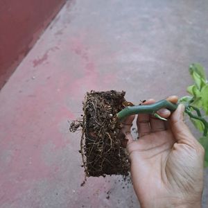 Pedilanthus Tithymaloides Rooted Plant