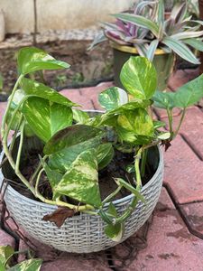 Pothos Verigated Money Plant