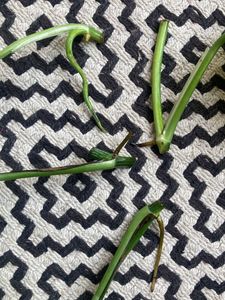 Money Plant Marble Pothos