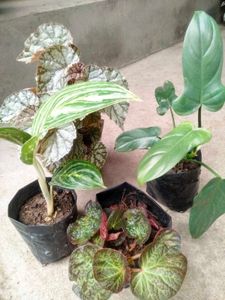 Mix Plants Combo