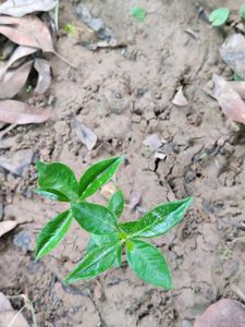Jamun Tree Saplings