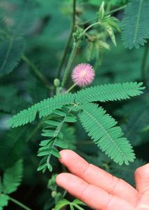Mimosa Pudica Plant Seeds Shameplant