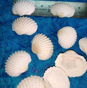 Assorted White Seashell Collection