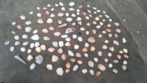 Sea Shells From Andhra Pradesh 130 Shell