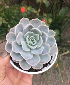 Echeveria elegans (Mexican Snowball)