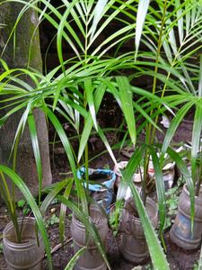 1.5 ft Areca Palm with Plastic Pot