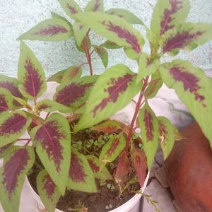 15 Plant Pack (Free Shipping)