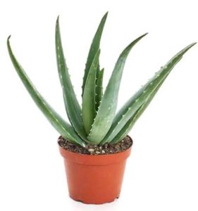 Plants Combo
