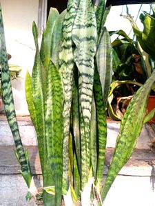 Combo Of  Sansevieria(snake Plant)