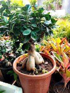 Ginseng Ficus Bonsai