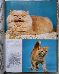 The love of cats