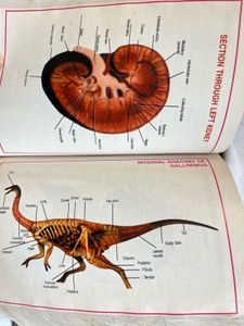 New Picture Dictionary For Children
