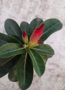 Adenium Seeds Combo