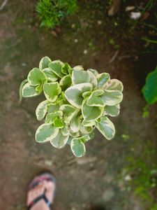 Variegated Baby Rubber ☘️