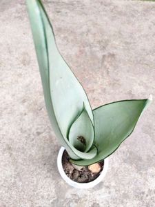 Sansevierias Combo