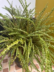 Button Fern