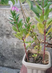 Periwinkle Or Sadarbhar