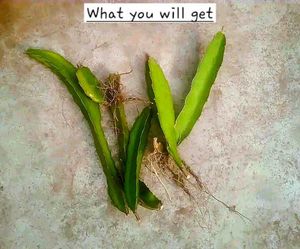 Red Dragon Fruit Plant (Bare Rooted)