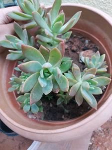 Succulent+ Free Turtle Vine