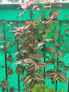 Beautiful Wandering Jew. 6 Cuttings For Discount!