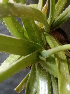 Alovera Plant