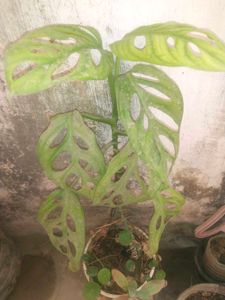 Live Monestra Albo  Broken Heart Plant With Root