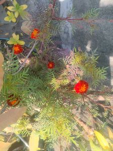 1 PIC Vibrant Orange Marigold