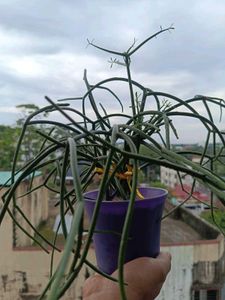 Pencil Cactus