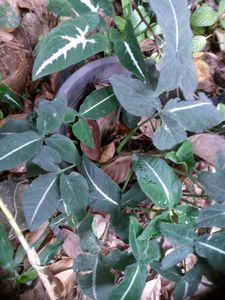 11 Live Root Plants