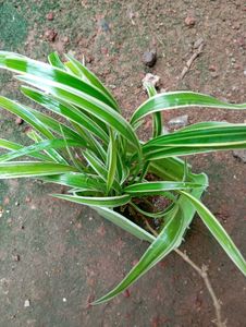 Spider Plant