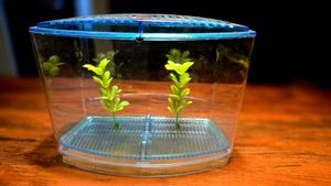 Small Beta Fish Tank