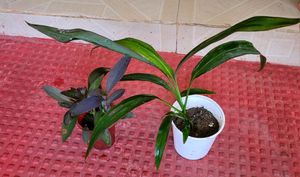Pack 2 Dracaena Mahatma &amp; Heart Purple Plant &amp; Pot