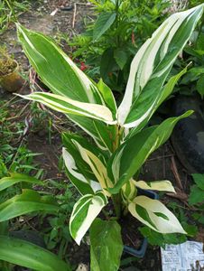 Maranta
