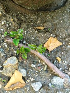 Yellow Bougainvillea Cutting Sapling