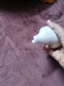 White Shankh Conch Shell