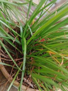 white rain lilly bulbs