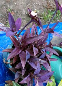 Purple Queen