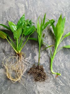 Combo Piece Lilly Lucky Bamboo Areca Palm