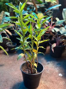 Indoor Plants 10