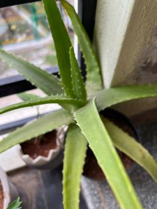 Aloe vera plant