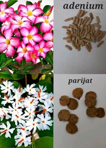 Plants And Seeds