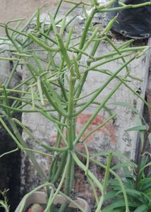 Pencil Cactus