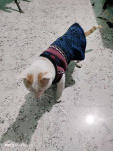cat winter dress