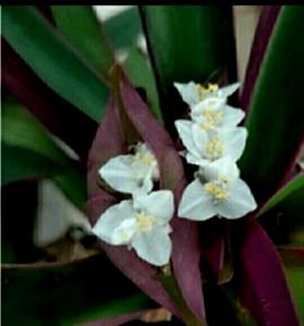 Pack 2 Moses in the Cradle &amp; Dracaena RubyHeal