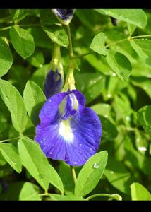 bulk deal 3k seeds combo aprajita