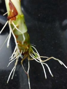 Bamboo With Roots