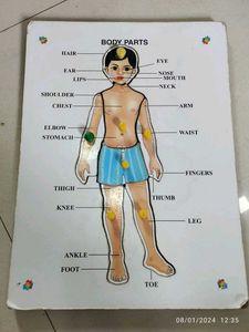 Big Size Wooden Body Parts Puzzle