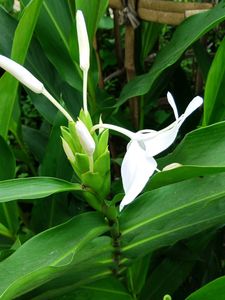 Ginger Butterfly